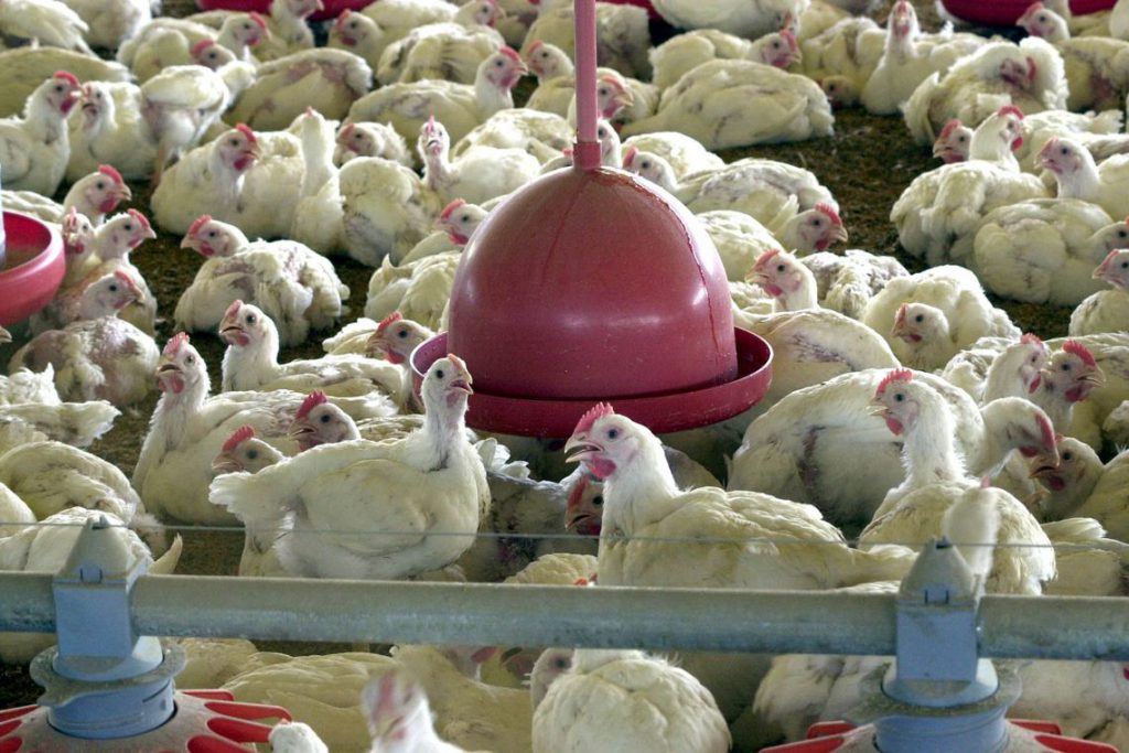 Carne de frango: produção e exportação crescem em 2019, OMDN, O Mundo dos Negócios